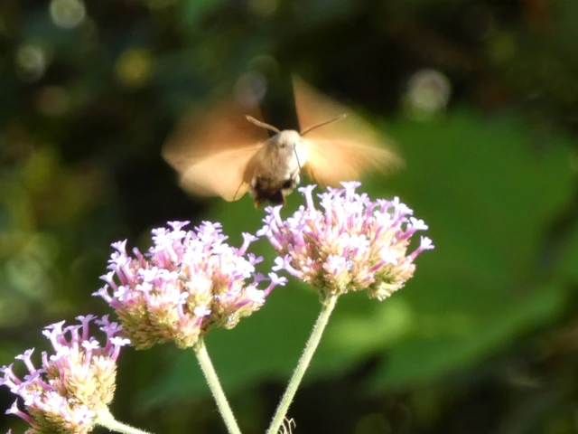 Macroglossum stellatarum - kacsafarkú szender