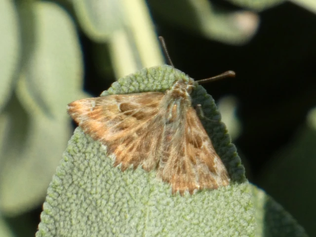 Carcharodus alceae - mályva-busalepke