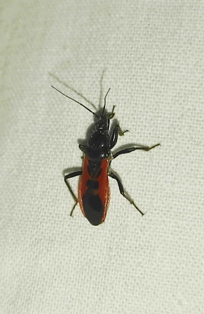 Peirates hybridus - foltos rablópoloska Peirates hybridus - foltos rablópoloska