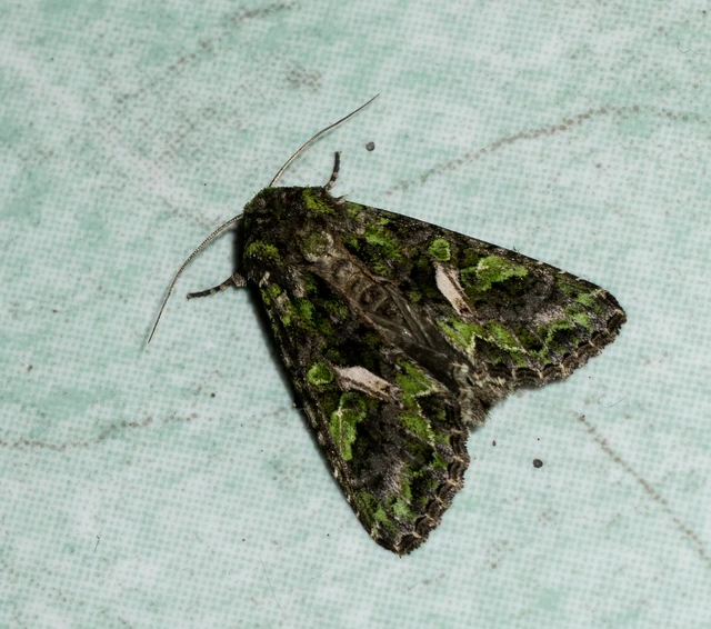 Trachea atriplicis - nyári zöldbagoly