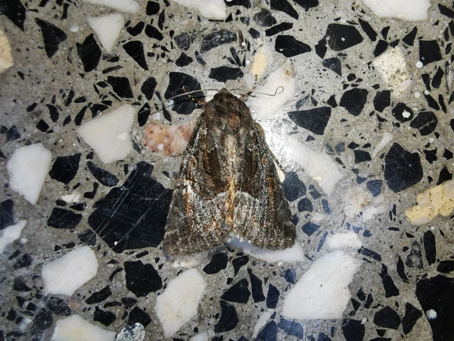 Thalpophila matura - fakó erdeibagoly