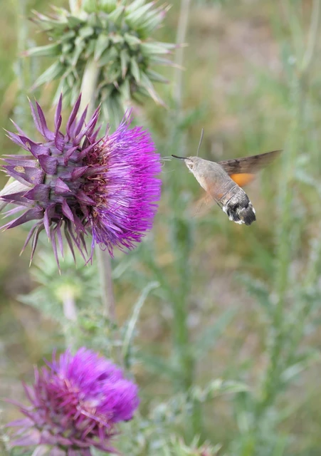 Macroglossum stellatarum - kacsafarkú szender