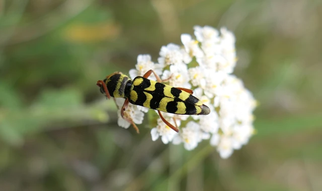 Echinocerus floralis - lucerna-darázscincér