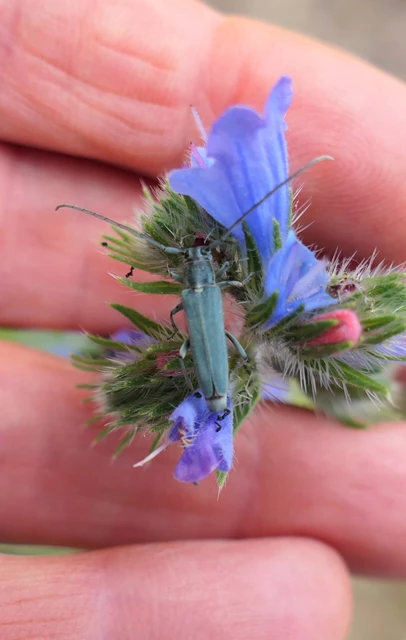 Phytoecia coerulescens - kígyósziszcincér