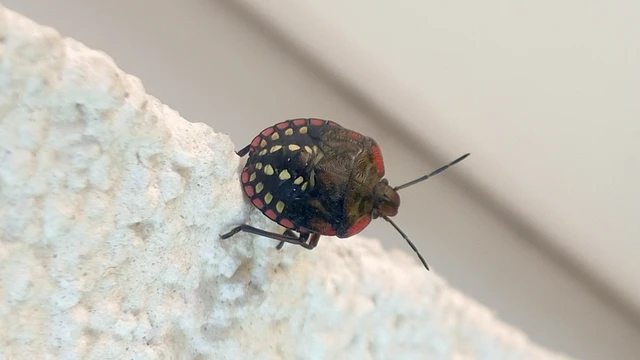 Nezara viridula - zöld vándorpoloska Nezara viridula - zöld vándorpoloska