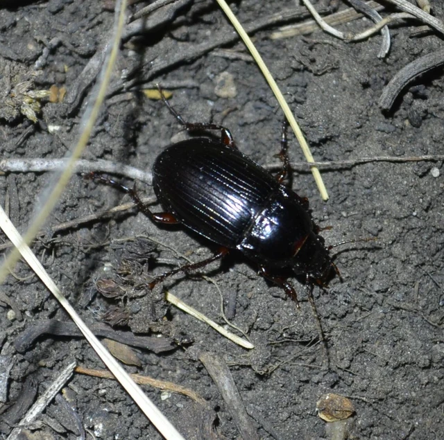 Coleoptera - Bogarak