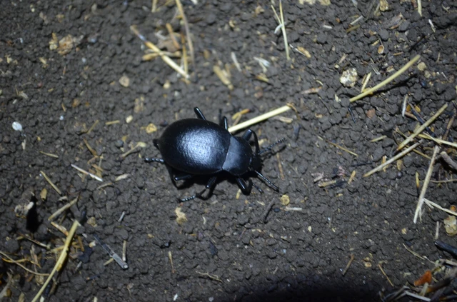 Coleoptera - Bogarak