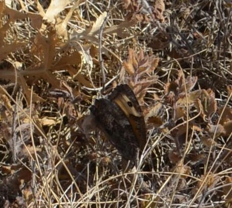 Macrolepidoptera - Nagylepkék
