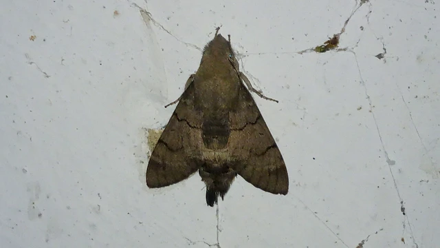 Macroglossum stellatarum - kacsafarkú szender