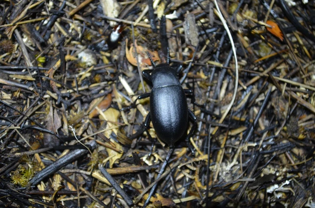 Coleoptera - Bogarak