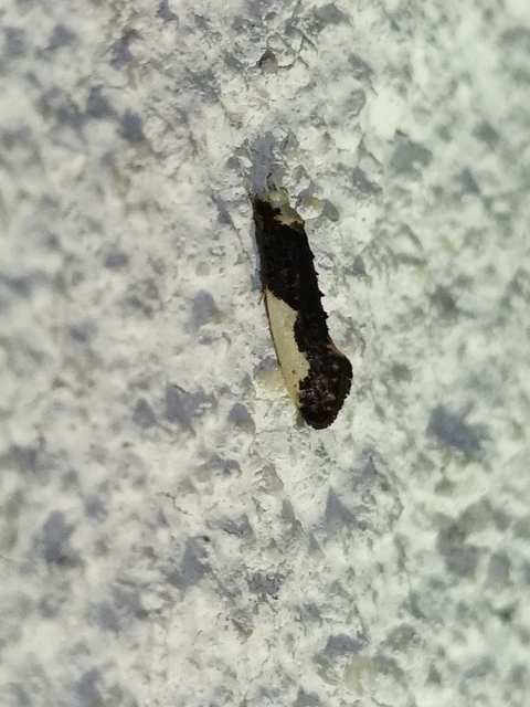 Monopis monachella - apácamoly Monopis monachella - apácamoly