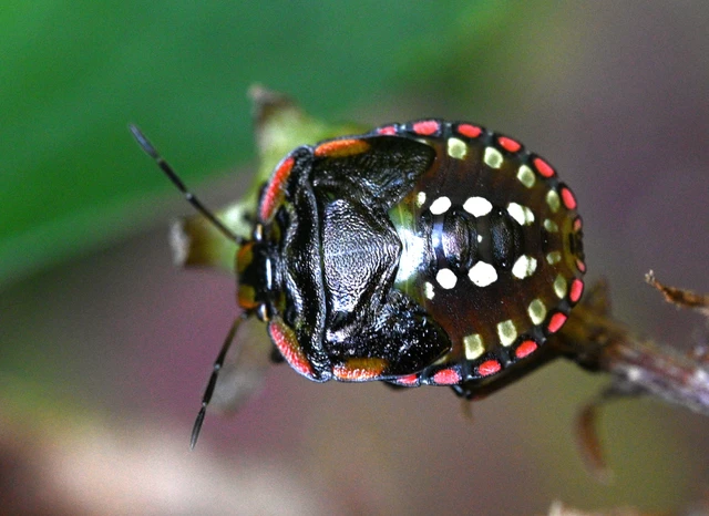 Nezara viridula - zöld vándorpoloska Nezara viridula - zöld vándorpoloska