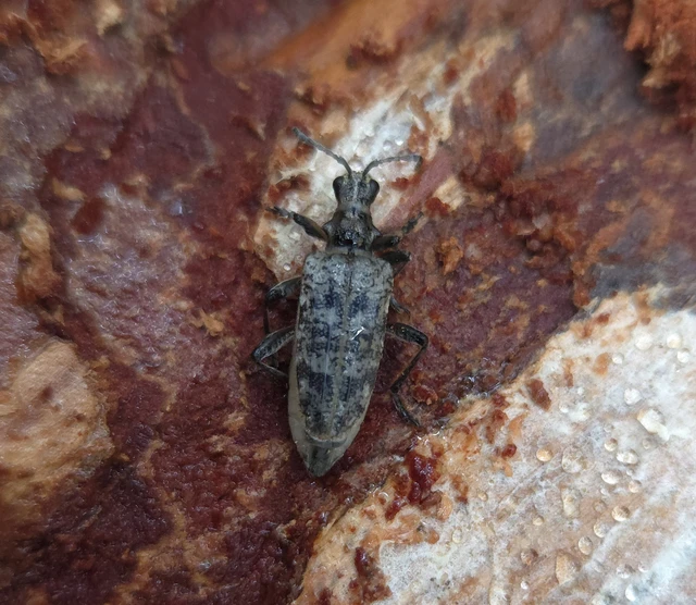 Rhagium inquisitor - fenyves-tövisescincér