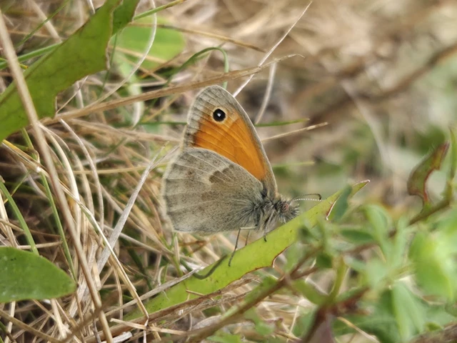 Coenonympha pamphilus - kis szénalepke Coenonympha pamphilus - kis szénalepke