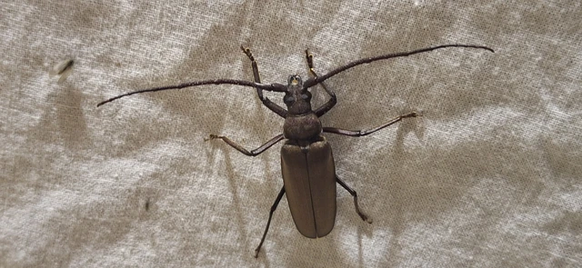 Aegosoma scabricorne - diófacincér