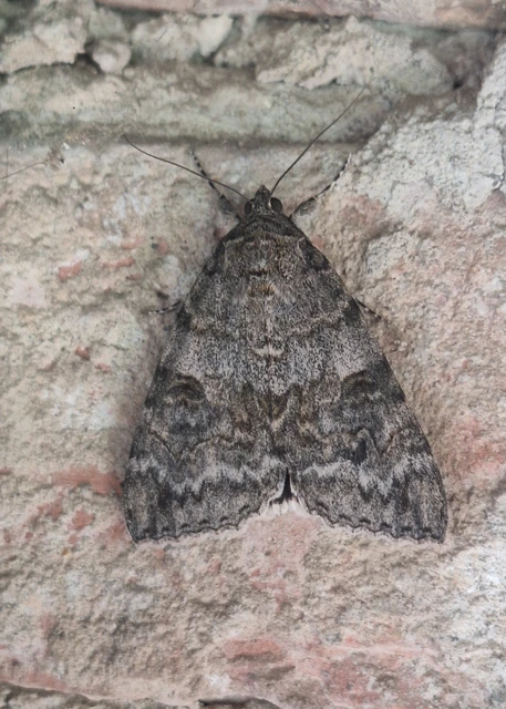 Catocala nupta - piros övesbagoly Catocala nupta - piros övesbagoly