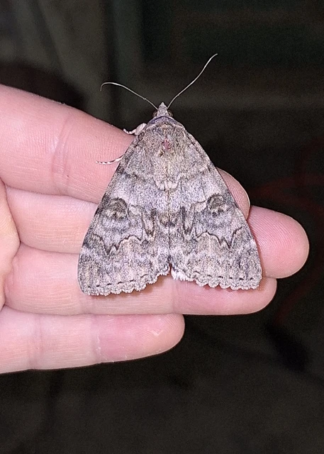 Catocala nupta - piros övesbagoly Catocala nupta - piros övesbagoly