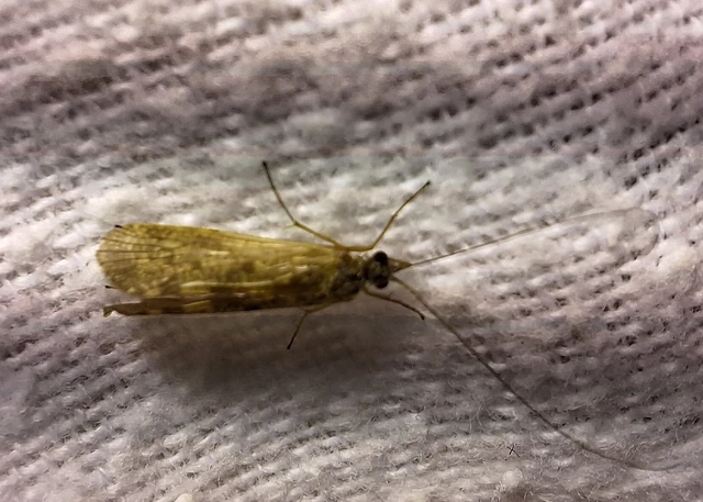 Trichoptera - Tegzesek