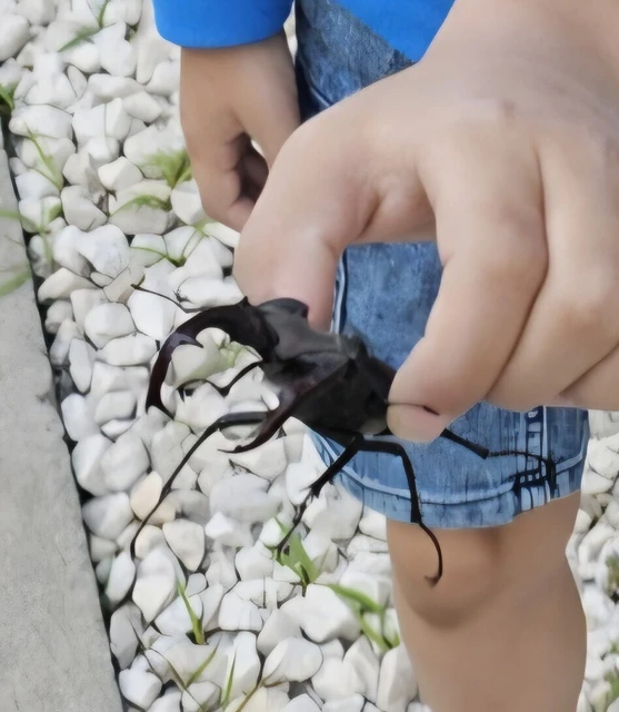 Lucanus cervus - nagy szarvasbogár