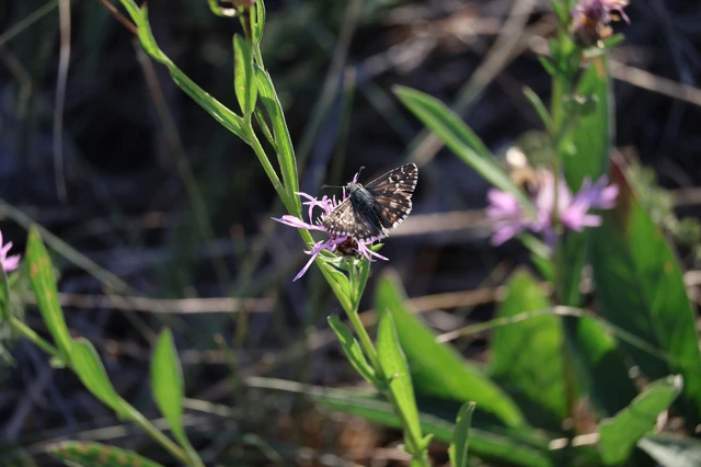 Pyrgus armoricanus - feles busalepke