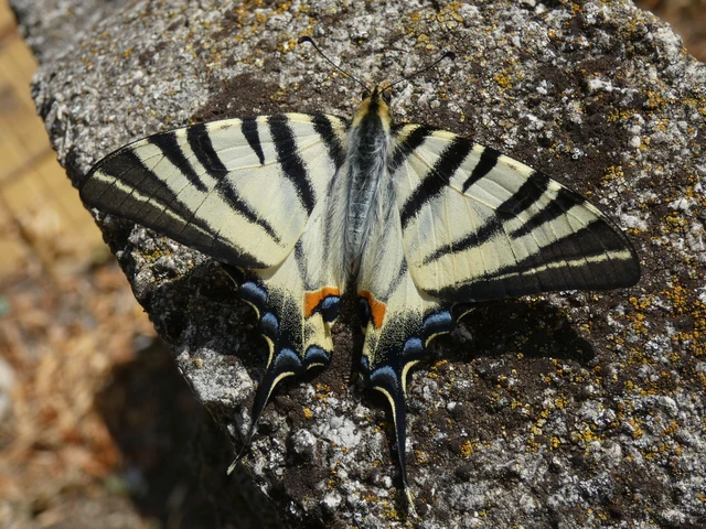 Macrolepidoptera - Nagylepkék