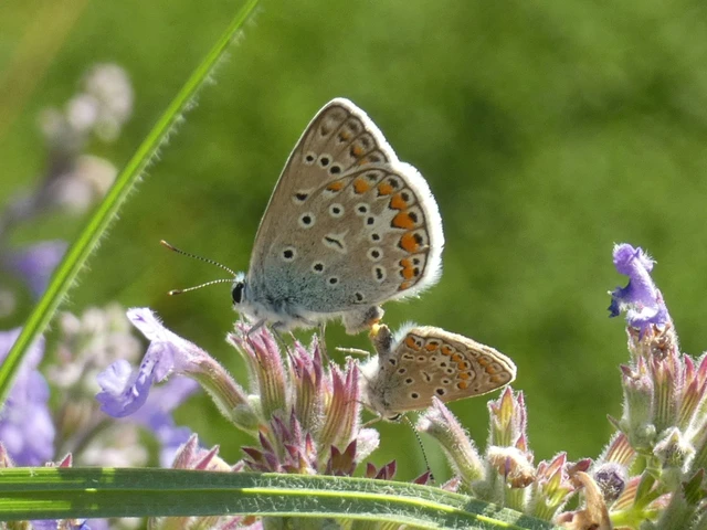 Macrolepidoptera - Nagylepkék