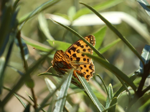 Macrolepidoptera - Nagylepkék