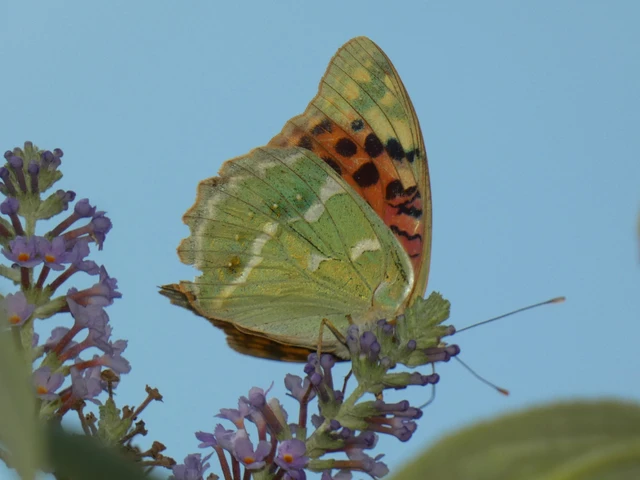 Macrolepidoptera - Nagylepkék
