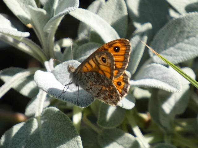 Macrolepidoptera - Nagylepkék