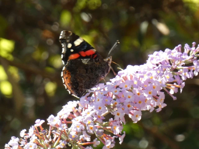 Vanessa atalanta - atalantalepke