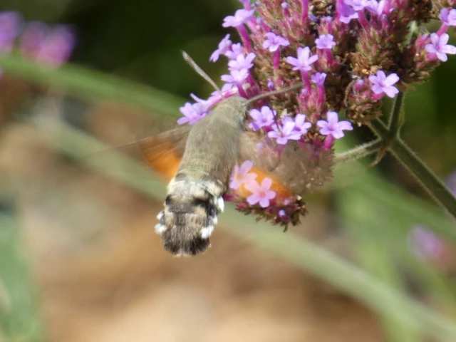 Macroglossum stellatarum - kacsafarkú szender