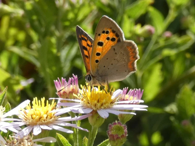 Macrolepidoptera - Nagylepkék