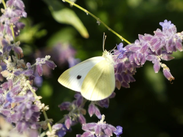 Macrolepidoptera - Nagylepkék