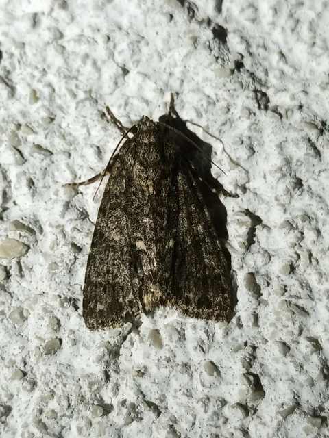 Acronicta rumicis - sóska-szigonyosbagoly