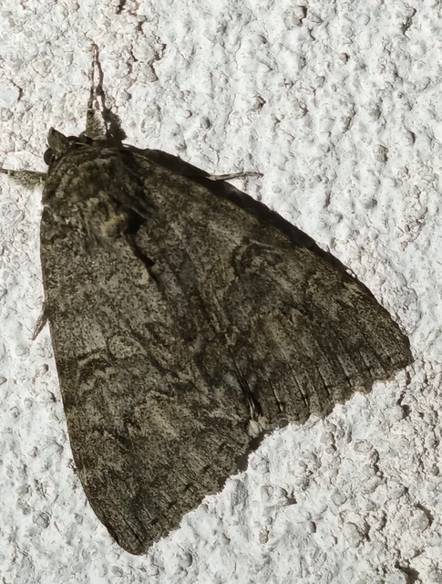 Catocala nupta - piros övesbagoly Catocala nupta - piros övesbagoly