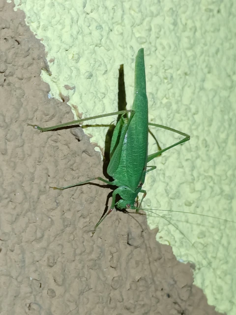 Phaneroptera nana - pontozott repülőszöcske
