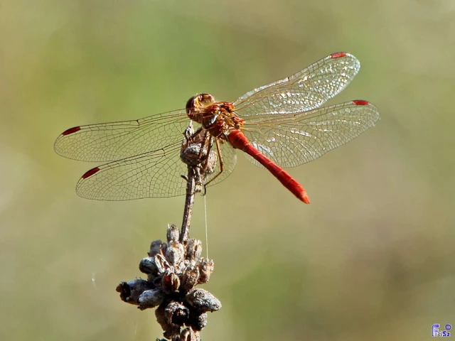 Sympetrum meridionale - fakó katona-szitakötő
