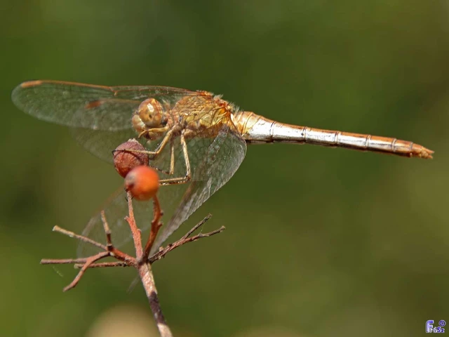 Sympetrum meridionale - fakó katona-szitakötő