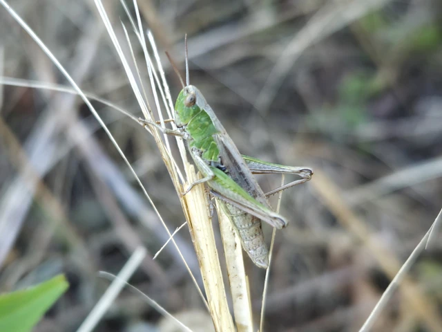 Pseudochorthippus parallelus - közönséges rétisáska