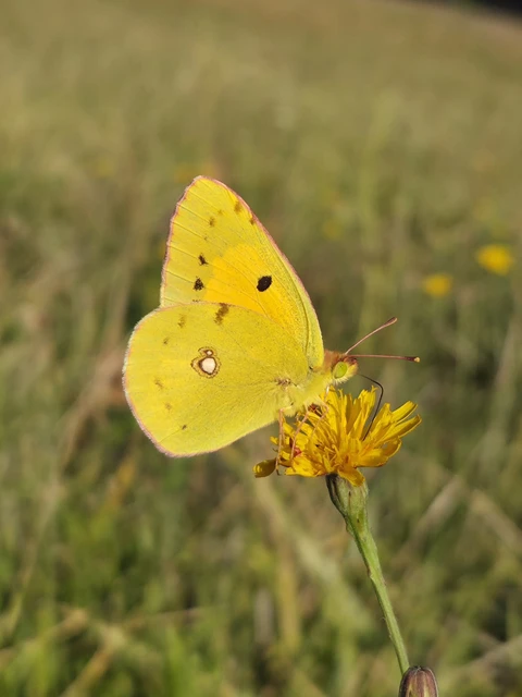 Colias croceus - sáfránylepke
