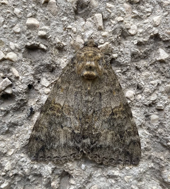Catocala nupta - piros övesbagoly Catocala nupta - piros övesbagoly