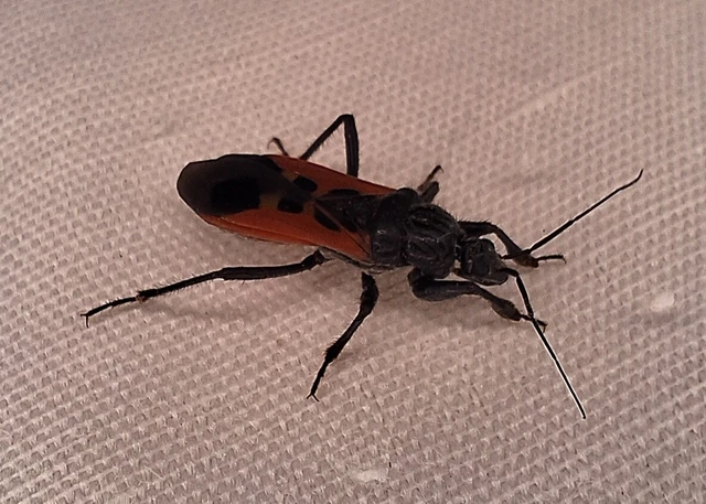 Peirates hybridus - foltos rablópoloska Peirates hybridus - foltos rablópoloska