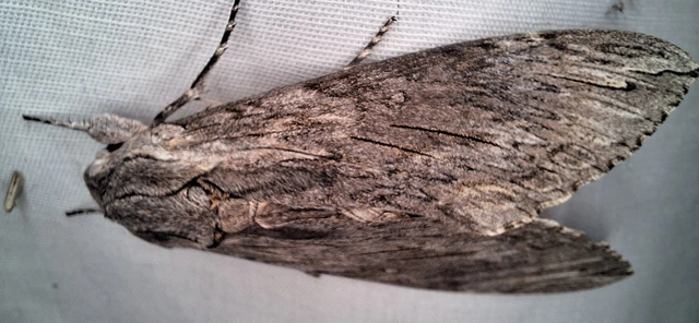 Agrius convolvuli - szulákszender