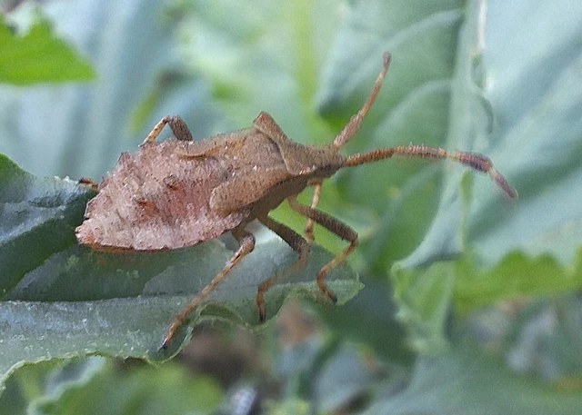 Coreus marginatus - közönséges karimáspoloska Coreus marginatus - közönséges karimáspoloska