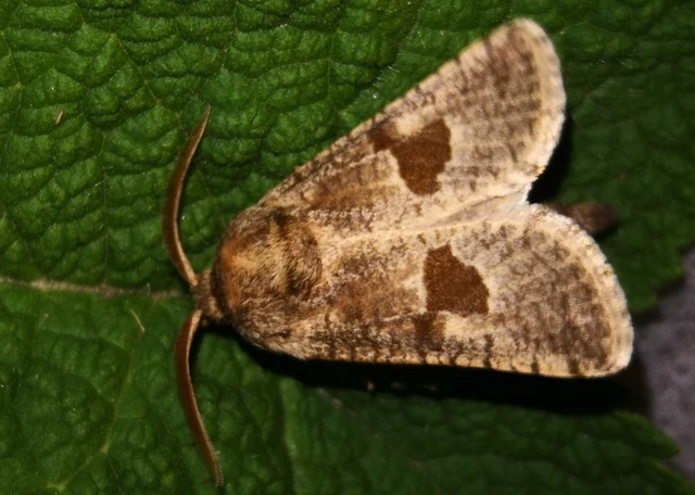 Paracossulus thrips - sztyepplepke