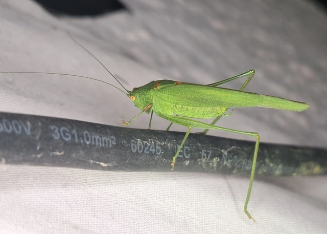 Phaneroptera nana - pontozott repülőszöcske