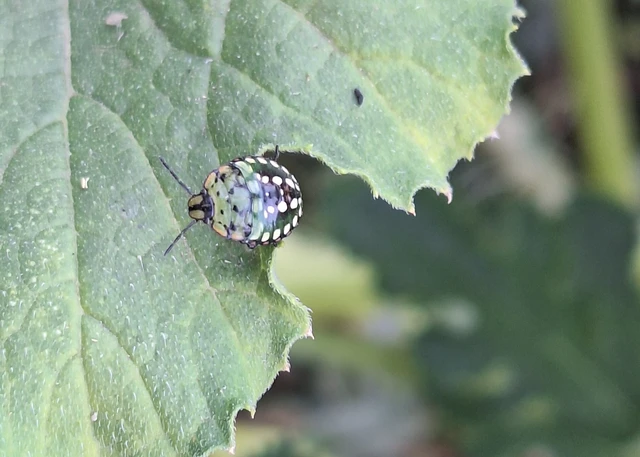 Nezara viridula - zöld vándorpoloska Nezara viridula - zöld vándorpoloska