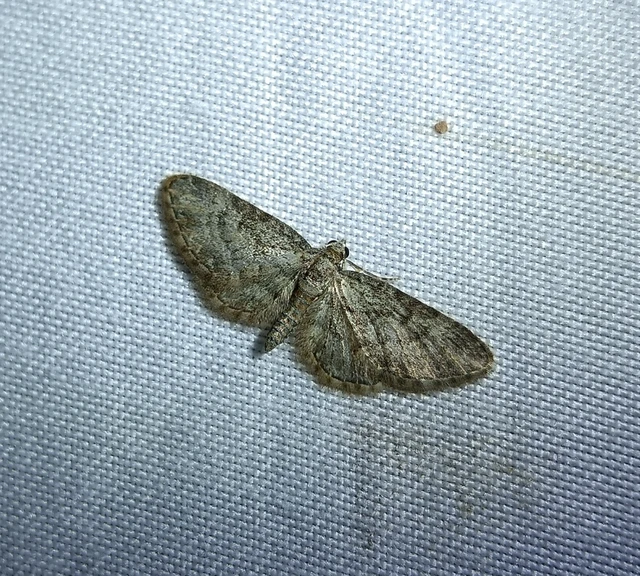 Eupithecia