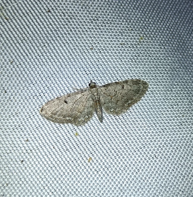 Eupithecia tenuiata - sötétszegélyű törpearaszoló