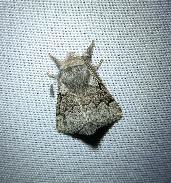 Trichiura crataegi - galagonyaszövő